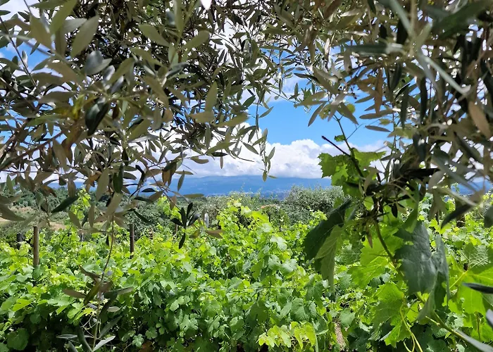 Puro Dao & 4* نيلاس